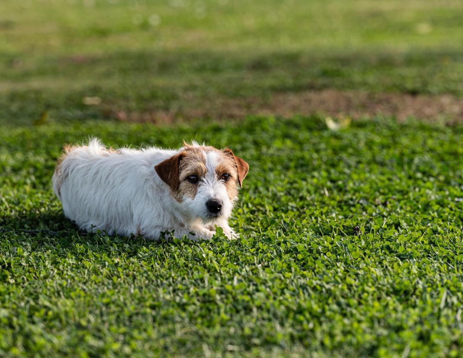 La Massaria Agriresort Orta Nova Dış mekan fotoğraf