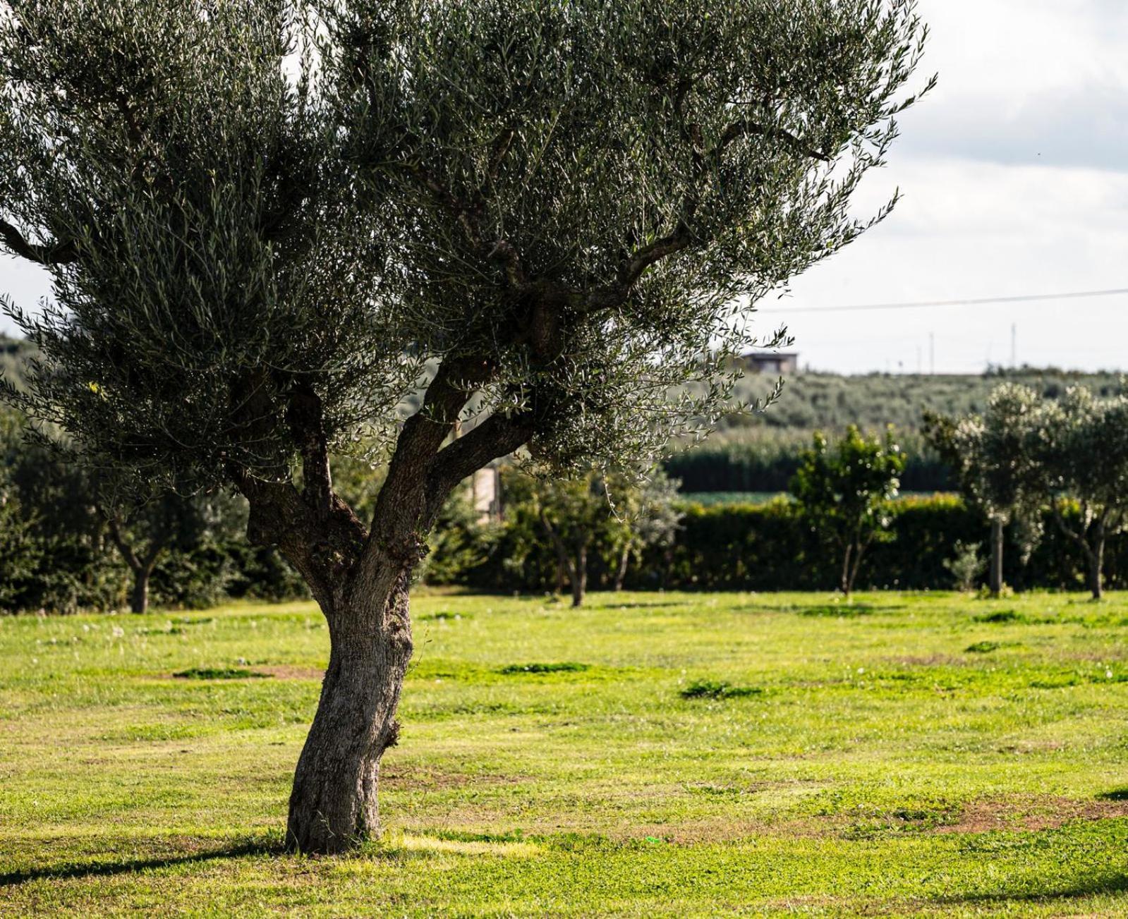 La Massaria Agriresort Orta Nova Dış mekan fotoğraf
